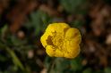 MM_2007-04-24_10-13-14_P1ds Ranunculus bulbosus (renonculacée)