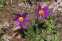 MM_2007-04-24_10-20-35_P1ds Pulsatilla rubra (renonculacée)