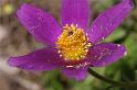 MM_2007-04-24_10-21-22_P1ds Pulsatilla rubra (renonculacée)
