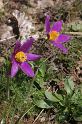 MM_2007-04-24_10-22-19_P1ds Pulsatilla rubra (renonculacée)