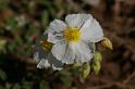 MM_2007-04-24_10-23-27_P1ds Cistus monspeliensis (?) (cistacée)