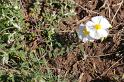 MM_2007-04-24_10-23-48_P1ds Cistus monspeliensis (?) (cistacée)