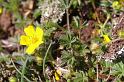 MM_2007-04-24_10-28-15_P1ds Potentilla crantzii (rosacée)