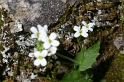 MM_2007-04-24_11-22-19_P1ds Arabis alpina (brassicacée)