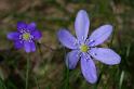 MM_2007-04-24_12-22-01_P1ds Hepatica nobilis (renonculacée)