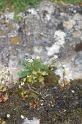 MM_2007-04-24_13-04-15_P1ds Saxifraga tridactylites (saxifragacée)