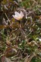 MM_2007-04-24_15-12-24_P1ds Anemone nemorosa (renonculacée) feuillage sombre pour cause de gel tardif ?