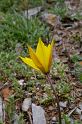 MM_2007-04-24_15-52-24_P1ds_001014 Tulipa sylvestris ssp australis (liliacée)