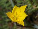 MM_2007-04-24_15-54-23_P1ds Tulipa sylvestris ssp australis (liliacée)