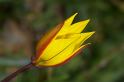 MM_2007-04-24_15-54-52_P1ds Tulipa sylvestris ssp australis (liliacée)