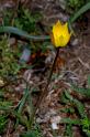 MM_2007-04-24_15-55-23_P1ds_003011 Tulipa sylvestris ssp australis (liliacée)