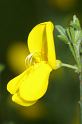 MM_2007-04-24_16-27-56_P1ds Cytisus scoparius (fabacée)