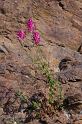 MM_2007-04-25_08-21-04_P1ds Antirrhinum majus (scrophulariacée)
