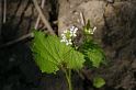 MM_2007-04-25_10-30-59_P1ds
