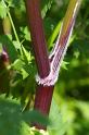 MM_2007-04-25_10-35-13_P1ds