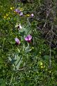 MM_2007-04-25_11-03-01_P1ds