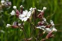 MM_2007-04-25_11-16-30_P1ds Silene latifolia (caryophyllacée)