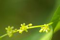 MM_2007-04-25_14-35-55_P1ds Tamier commun - Tamus communis (dioscoréacée) plante mâle