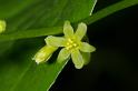 MM_2007-04-25_14-38-01_P1ds Tamier commun - Tamus communis (dioscoréacée) plante mâle