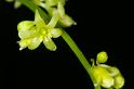 MM_2007-04-25_14-38-33_P1ds Tamier commun - Tamus communis (dioscoréacée) plante mâle