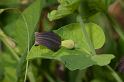 MM_2007-04-25_15-03-44_P1ds Aristolochia pistolochia (aristolochacée)