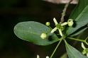 MM_2007-04-25_15-06-10_P1ds Euonymus europaeus - fusain (Celastracée)