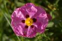 MM_2007-04-25_15-17-38_P1ds Cistus purpureus (cistacée) cultivar ?