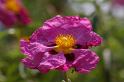 MM_2007-04-25_15-19-06_P1ds