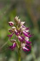 MM_2007-04-25_16-17-56_P1ds Orchis simia * Orchis (ex Aceras) anthropophorum (orchidacée)