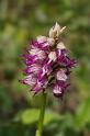 MM_2007-04-25_16-20-21_P1ds Orchis simia * Orchis (ex Aceras) anthropophorum (orchidacée)