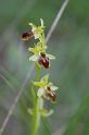 MM_2007-04-25_16-34-13_P1ds Ophrys virescens  (orchidacée)