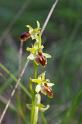 MM_2007-04-25_16-34-35_P1ds Ophrys virescens  (orchidacée)