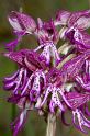 MM_2007-04-25_16-43-18_P1ds_001015 Orchis simia * Orchis purpurea (orchidacée)