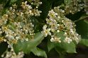 MM_2007-04-25_17-04-13_P1ds Alisier - Sorbus torminalis (rosacée) : fleurs