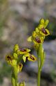 MM_2007-04-26_10-00-49_P1ds Ophrys lutea (orchidacée)