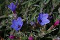 MM_2007-04-26_10-05-47_P1ds Lithodora fruticosa (boraginacée)