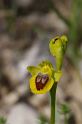 MM_2007-04-26_10-10-59_P1ds Ophrys lutea (orchidacée)