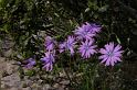 MM_2007-04-26_12-57-00_P1ds Lactuca viminea (asteracée)