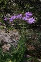 MM_2007-04-26_12-57-29_P1ds Lactuca viminea (asteracée)