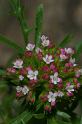 MM_2007-04-26_13-16-27_P1ds Centranthus calcitrapa (valérianacée), sommet du pic Saint Loup