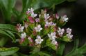 MM_2007-04-26_13-16-49_P1ds Centranthus calcitrapa (valérianacée), sommet du pic Saint Loup