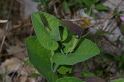 MM_2007-04-26_13-56-37_P1ds Aristolochia pistolochia (aristolochacée)