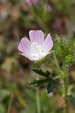 MM_2007-04-26_15-14-24_P1ds Althaea hirsuta (malvacée)