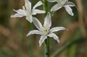 MM_2007-04-26_15-57-21_P1ds Ornithogalum narbonense (hyacinthacée)