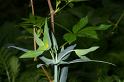MM_2007-04-27_09-01-05_P1ds épurge - Euphorbia lathyris (euphorbiacée)