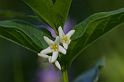 MM_2007-07-04_08-21-52_P