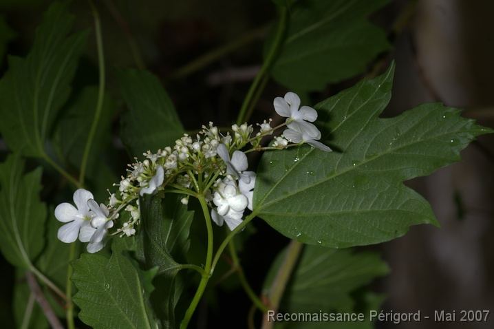 IMGP8014_ng2n Alisier - Sorbus torminalis (rosacée)