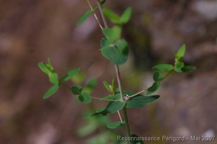IMGP8035 Euphorbia ? - euphorbiacée