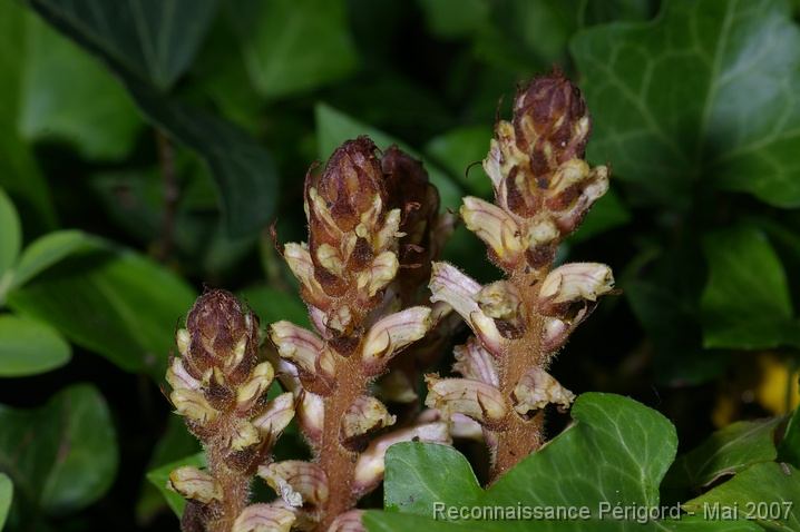 IMGP8041 Orobanche ? - scophulariacée
