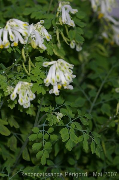IMGP8080 Corydalis ochroleuca